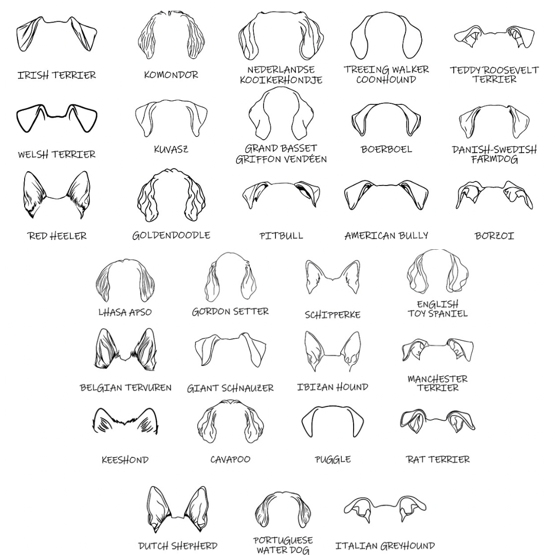 Dog Ears Hoodie – personalisiert