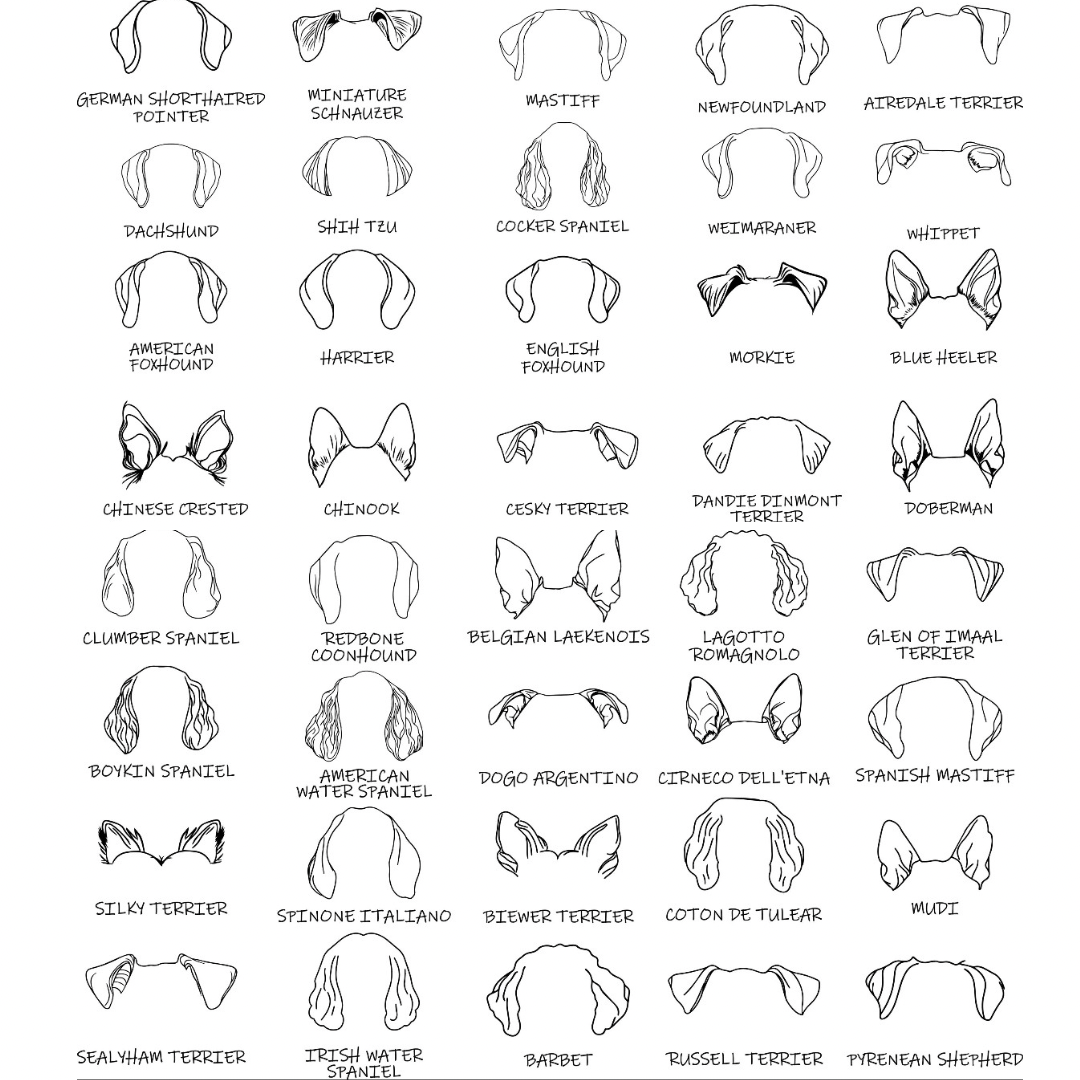 Dog Ears Hoodie – personalisiert