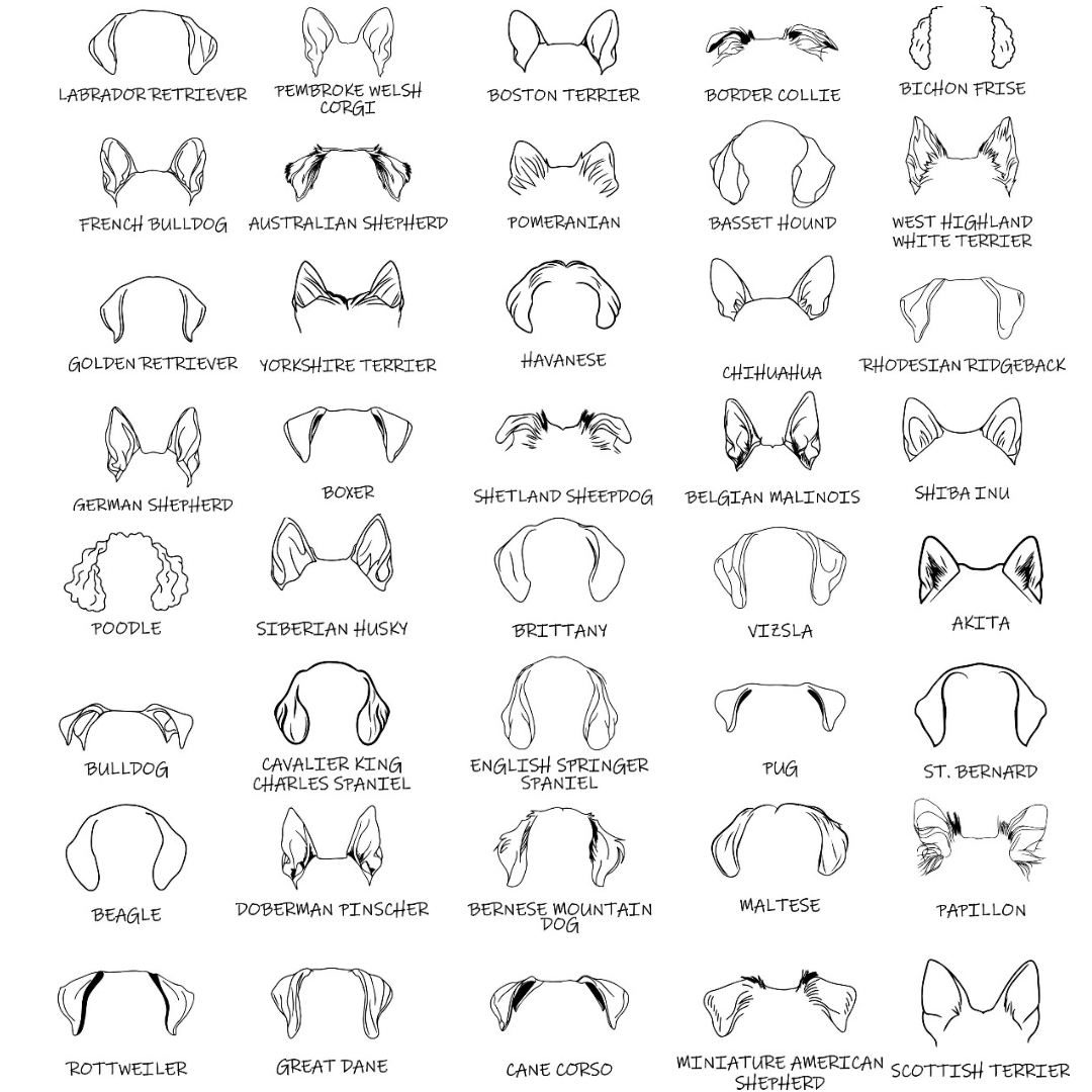 Dog Ears Hoodie – personalisiert
