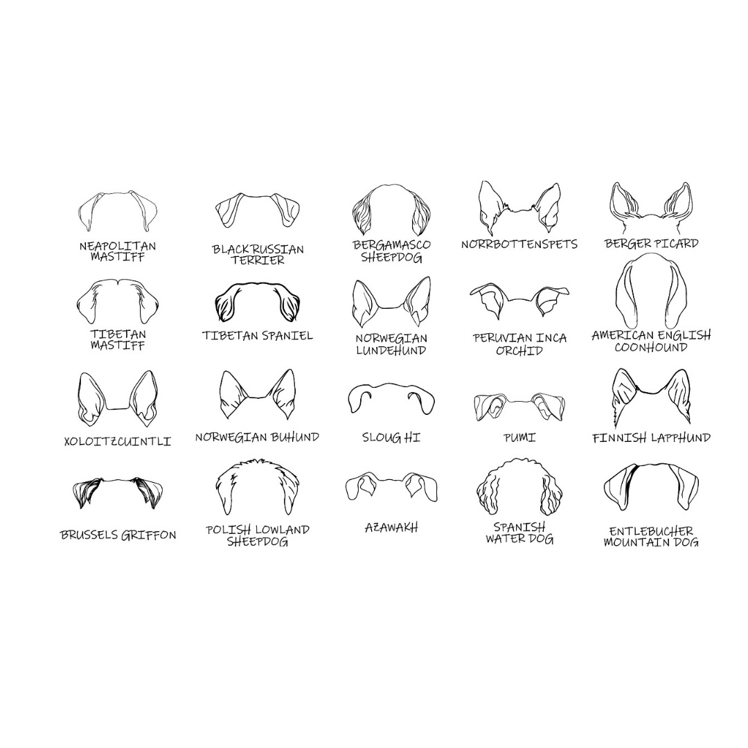 Dog Ears Hoodie – personalisiert
