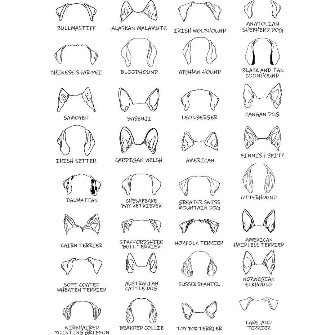 Dog Ears Hoodie – personalisiert