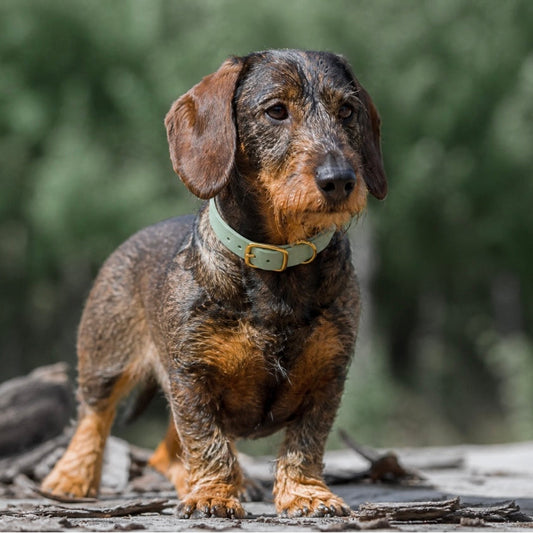 Personalisierbares schmales Halsband aus Fettleder | mint