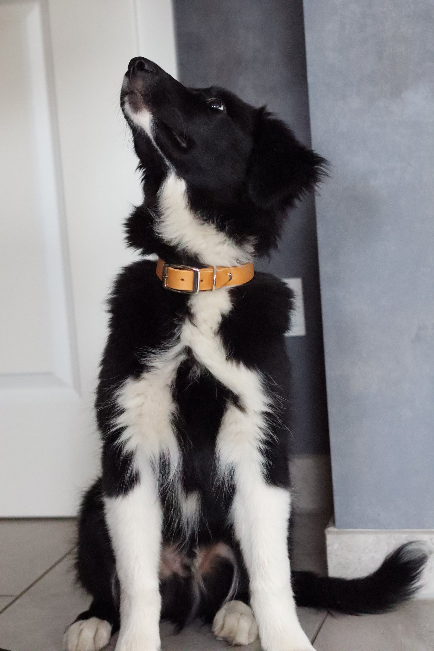 Personalisierbares Welpenhalsband aus Fettleder